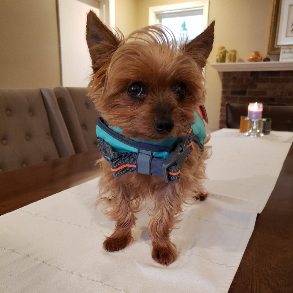 2× Host Pick 🤩🐕🥰 Beach Bum Dog Life Jacket XS